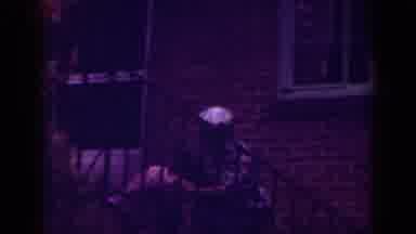 Raleigh North Carolina USA (1962): Having A Good Time With The Family Pets