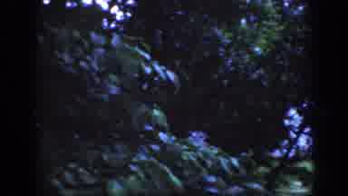 Raleigh North Carolina USA (1962): Trees Of Many Colors In Vintage Video Of Girl