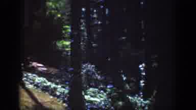 Raleigh North Carolina USA (1962): Nature Hike On The Trail