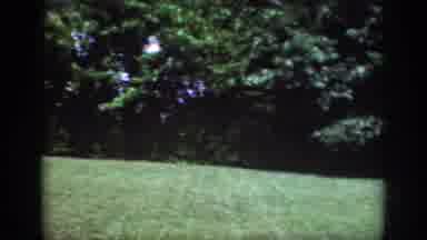 Raleigh North Carolina USA (1962): Tree In The Forest And With Another Trees In