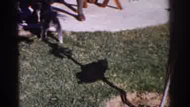 Yorba Linda California USA (1962): Dog And Puppies Look For Pets From People In