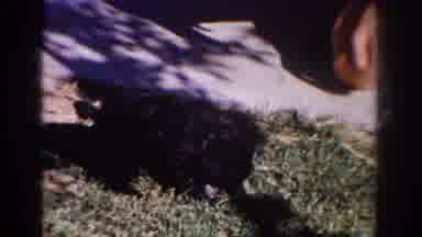 Yorba Linda California USA (1962): Person Playing With A Small Ball And A Few Dogs