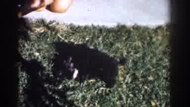 Yorba Linda California USA (1962): Two Puppies Playing In The Grass In Someone's