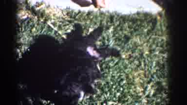 Yorba Linda California USA (1962): Puppies Play With Each Other On The Grass Over