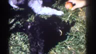 Yorba Linda California USA (1962): Puppies Playing On The Grass