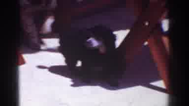 Yorba Linda California USA (1962): Two Dogs, 1 Small And 1 Medium, Small Dog Jumps