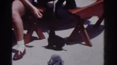 Yorba Linda California USA (1962): A Small Black Puppy Jumps At A Woman's Fingers