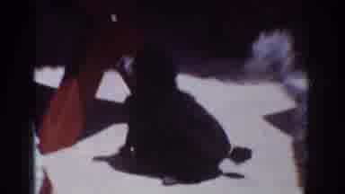 Yorba Linda California USA (1962): Man Stroking A Small Dog