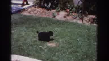 Yorba Linda California USA (1962): There 2nd Family Pet