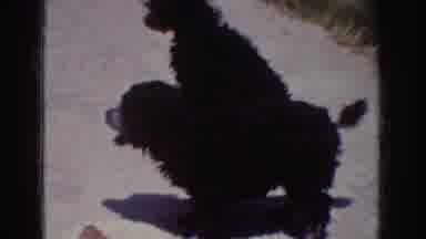 Yorba Linda California USA (1962): Two Beautiful Black Poodles Standing On The