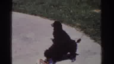 Yorba Linda California USA (1962): Playing With The Pets Proper Handling Of