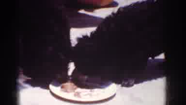 Yorba Linda California USA (1962): Two Dogs Sharing A Plate Of Feed In The 60s