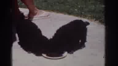 Yorba Linda California USA (1962): Dog Eating Ration
