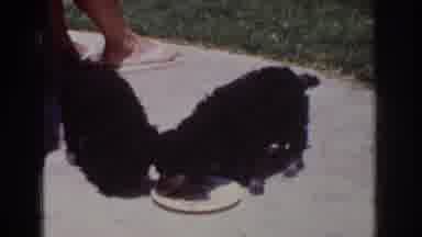 Yorba Linda California USA (1962): Hungry Doggies Being Cute