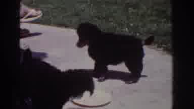 Yorba Linda California USA (1962): Small And Cute Fluffy Dogs Enjoying A Plate Of