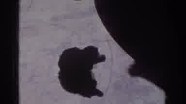 Yorba Linda California USA (1962): Man And Dog Cuddling Outside In The Sun Having