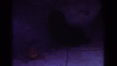 Yorba Linda California USA (1962): Poodle Puppy Playing In The Garden Of A House