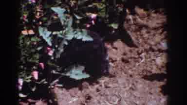 Yorba Linda California USA (1962): A Black Dog Sniffs The Plants