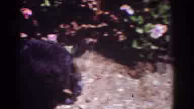 Yorba Linda California USA (1962): Daing Fuzzy Little Peach Slips Away From Mommy