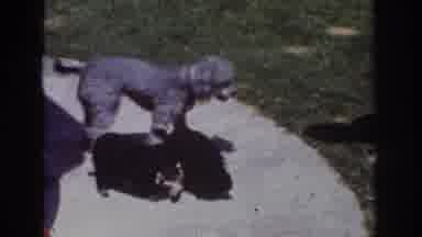 Yorba Linda California USA (1962): Three Dogs Play Next A Picnic Table At A Park