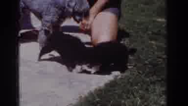Yorba Linda California USA (1962): Three Dogs Enjoying The Outdoors With Their Toy