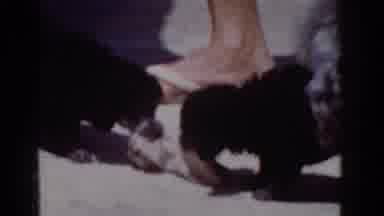 Yorba Linda California USA (1962): Two Small Dogs Playing Outside