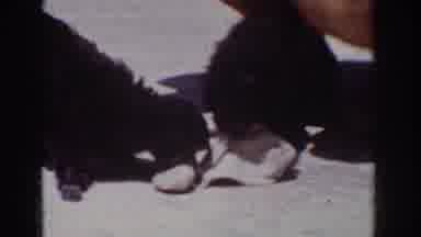 Yorba Linda California USA (1962): Two Very Small Black Dogs Ripping Apart Sack On