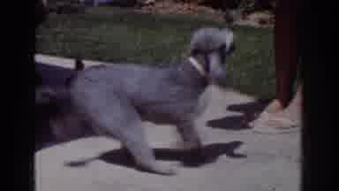 Yorba Linda California USA (1962): Large Grey Poodle And Two Small Black Poodles