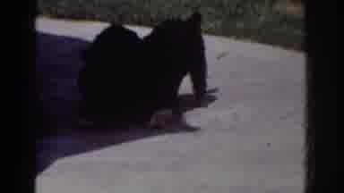 Yorba Linda California USA (1962): Dog Play They Are Vying For A Piece Of Cloth