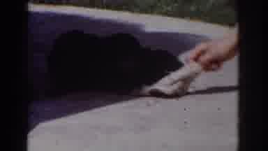 Yorba Linda California USA (1962): One Person Plays With Two Small Dogs