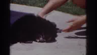 Yorba Linda California USA (1962): Getting Puppies To Interact With Each Other By