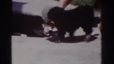 Yorba Linda California USA (1962): Two Small Black Poodle Puppies Playfully Fight