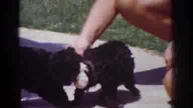 Yorba Linda California USA (1962): Homemade Backyard New Puppy Play Game, With Two