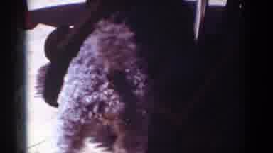 Yorba Linda California USA (1962): Little Dogs Playing Under My Living Room