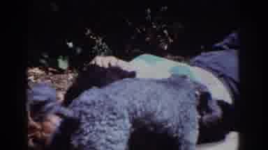 Yorba Linda California USA (1962): Woman Plays With Her Dogs Lying On The Grass