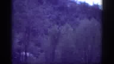 Memphis Tennessee USA (1963): Staring Out Into The Sea Of Trees As We Drive Down
