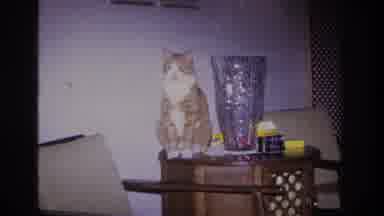 Hoboken New Jersey USA (1966): Good Pet Cat