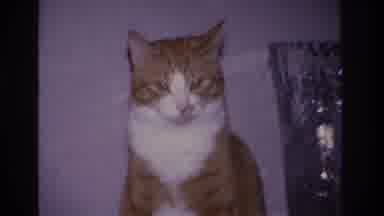 Hoboken New Jersey USA (1966): Cat With Orange And White Details In Its Fur On A
