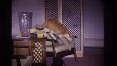Hoboken New Jersey USA (1966): Old Vintage Home Made Video Of Jumping Curious