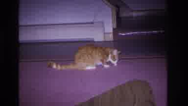 Hoboken New Jersey USA (1966): Pet Cat Being Watched
