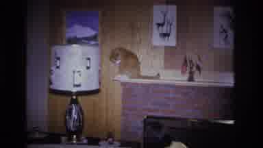 Hoboken New Jersey USA (1966): A Young Child Trying To Coax A Tawny Cat Off Of A