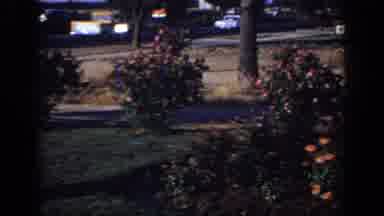 Sacramento California USA (1966): Afternoon Traffic Passing By Garden Of Pink Red