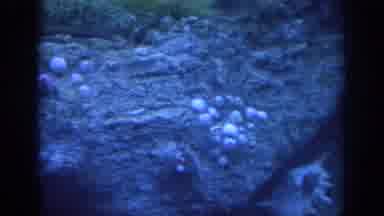 Oklahoma USA (1967): Living Underwater Creature Aquarium