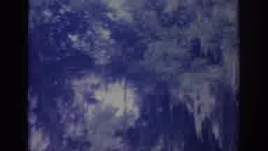 OKLAHOMA USA-1967: Someone Videotaping Trees In Forest Area, Trees Appear Large