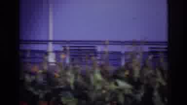 Rockaway Beach New York USA (1967): Woman Enjoying Beautiful Scenery Of Flowers