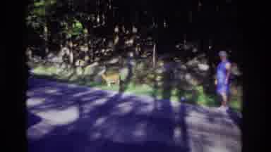 Ocean City New Jersey USA (1968): Video Of A Woman Next To A Deer On A Us Highway