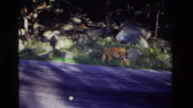 Ocean City New Jersey USA (1968): This Video Shows A Roadside Deer Where We