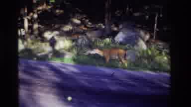 Ocean City New Jersey USA (1968): Deer That Seems To Be Eating Something Next To A