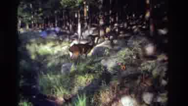 Ocean City New Jersey USA (1968): Deer Forest Lake Men Lady Beautiful Weather