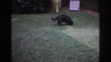 Ocean City New Jersey USA (1968): Black White Sheepdog Running Toward Viewer On